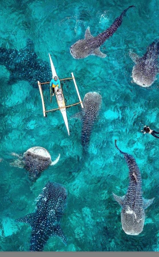 Condotel Dc Marina Spatial Felinvest Dumaguete City Exteriör bild